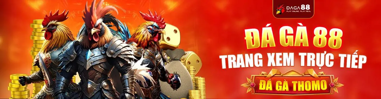 Hình ảnh trường gà Savan trực tiếp
